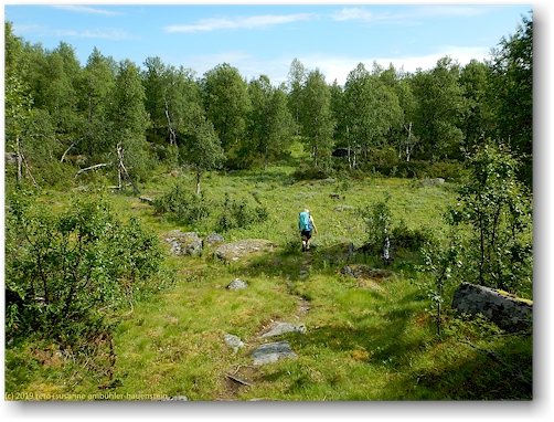 kungsleden durch eine lichtung im pieljekaise nationalpark