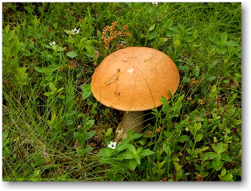 pilz im pieljekaise nationalpark