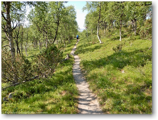 kungsleden durch den wald ueber dem taernasjoe