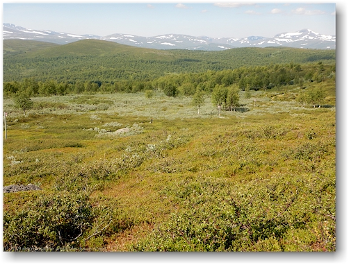 waldgrenze ueber dem taernasjoe