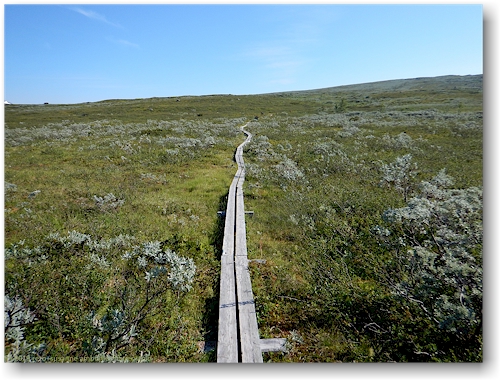 steg im verlauf des kungsleden auf der hochebene in der naehe des servejaure