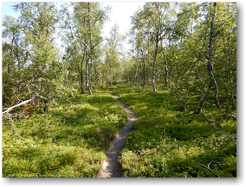 kungsleden durch den wald entlang des taernasjoe