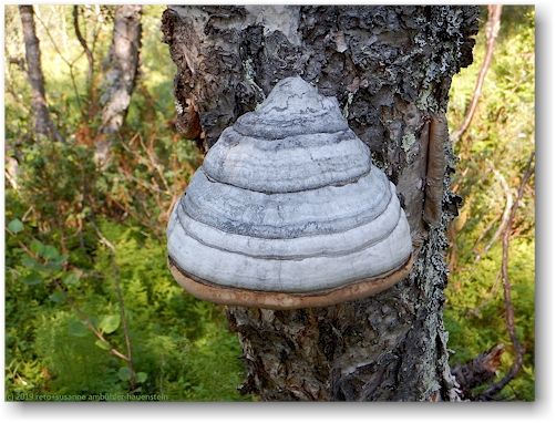 pilz an einem baum