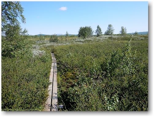 steg im verlauf des kungsleden durch sumpfgebiet oestlich des taernasjoe