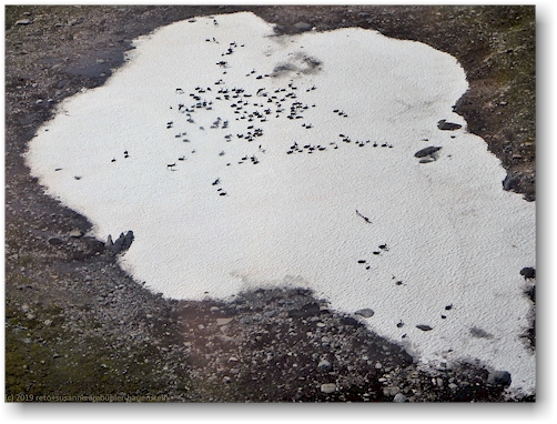 blick aus dem helikopter auf eine rentiereherde auf einem schneefeld