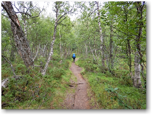 wanderweg durch den wald des valadalen
