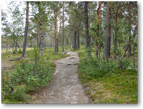 wanderweg durch den wald des valadalen