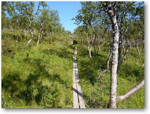 wandersteg durch lichten birkenwald kurz vor der stensdalsstugorna