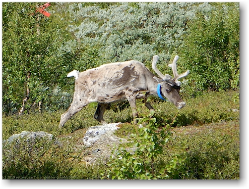 rentier bei der valastuga