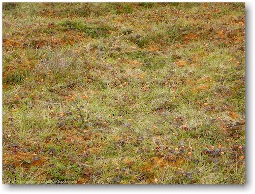 hochmoor mit moltebeeren