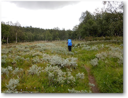 wanderweg durch den wald am noerdlich ufer des valan