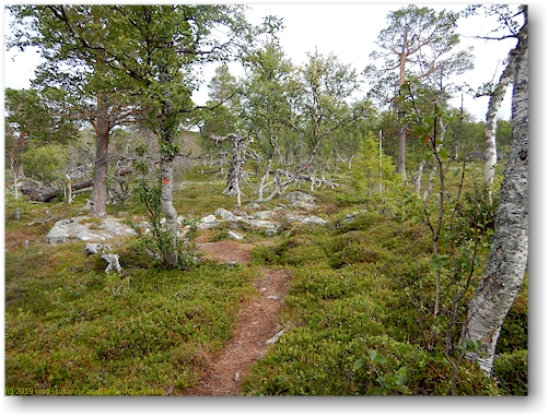 wanderweg durch lichten wald am fuss des upstakke