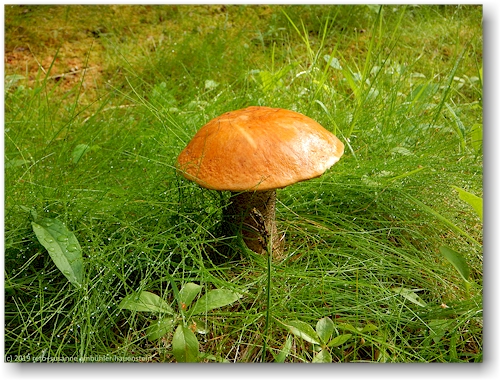pilz