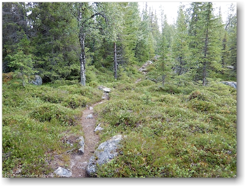 holpriger wanderweg durch wald