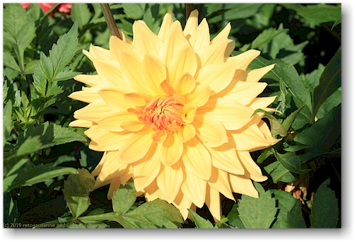 gelbe bluete im goeteborgs botaniska traedgard