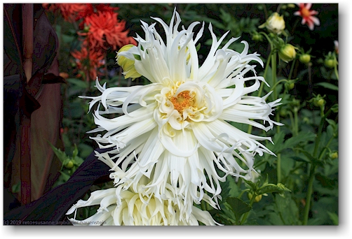 weisse bluete im goeteborgs botaniska traedgard