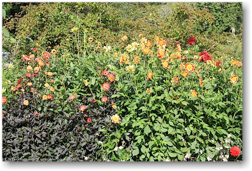 blumenbeet im goeteborgs botaniska traedgard