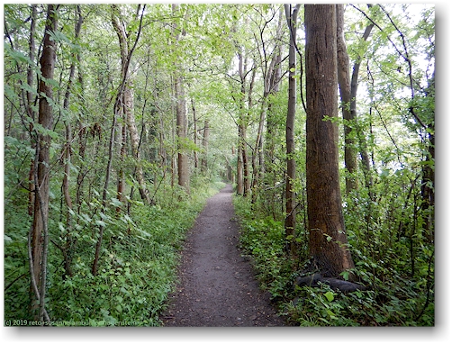 waldweg auf der prinzeninsel bei ploen