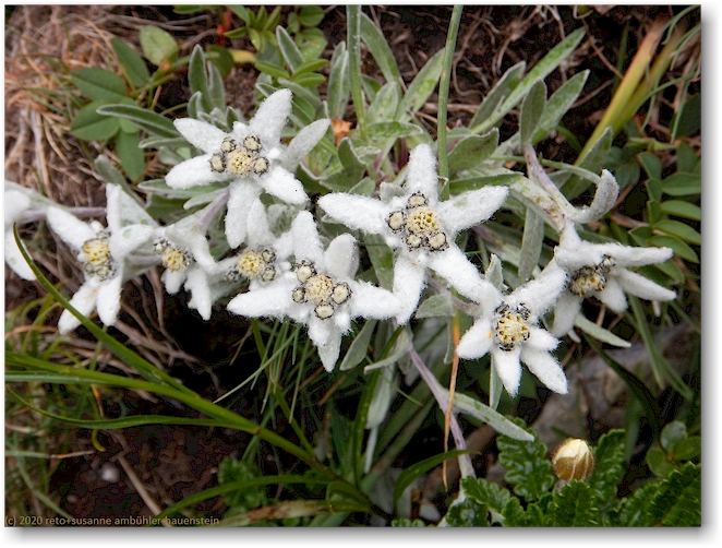 edelweiss