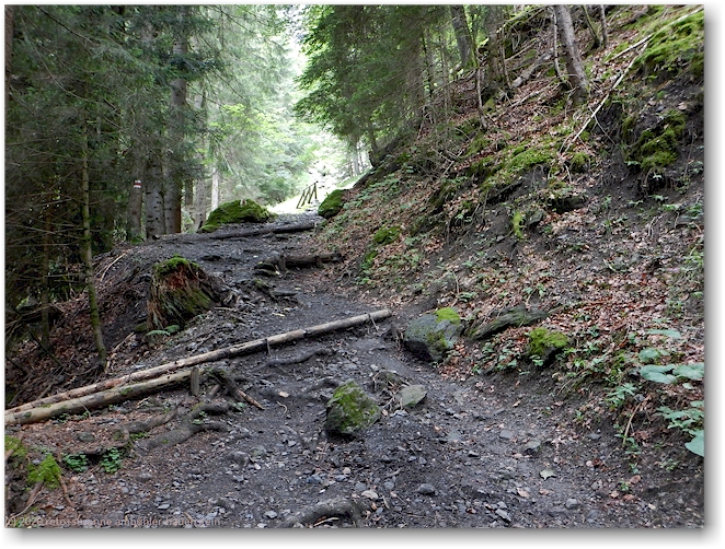 waldweg oberhalb lauterbrunnen