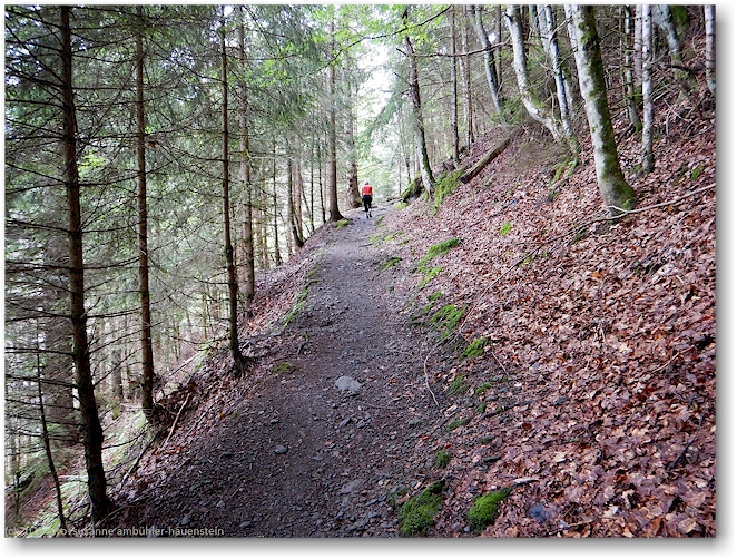 waldweg zwischen lauterbrunnen und winteregg