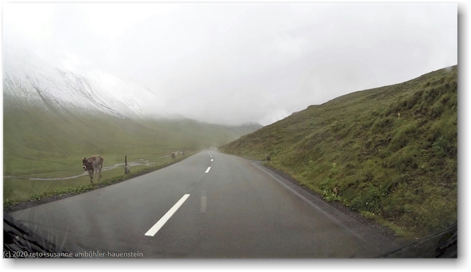 kuehe neben der albula-passstrasse