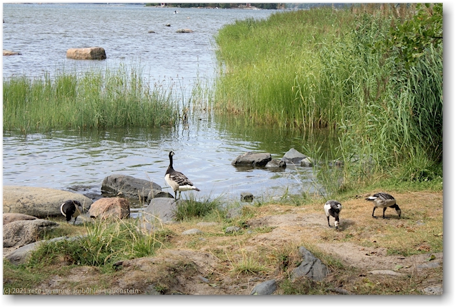 gaense am ufer der halbinsel kallahdenniemi