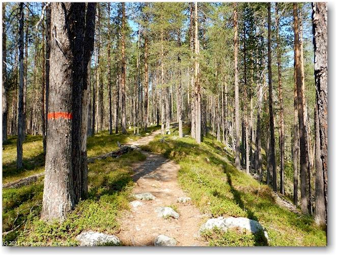 wanderweg durch den muddus nationalpark