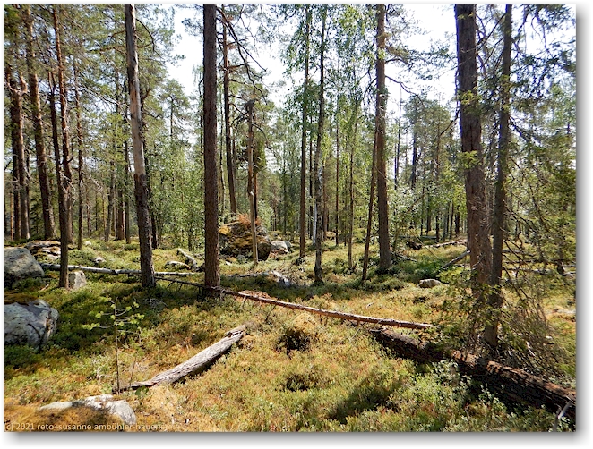 wald im muddus nationalpark