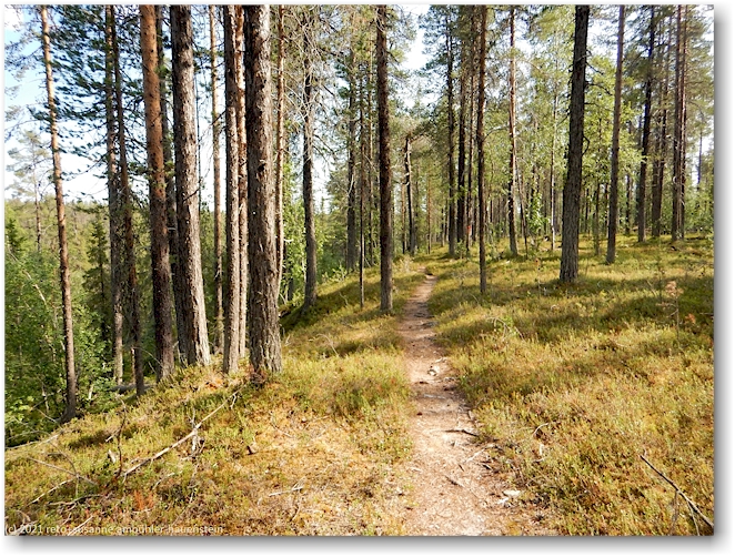wanderweg im muddus nationalpark