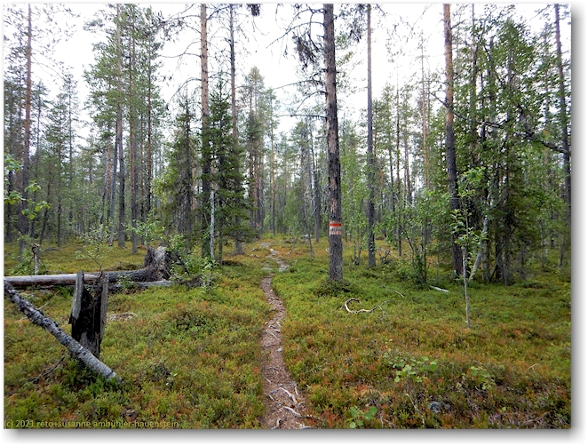 wanderweg im muddus nationalpark