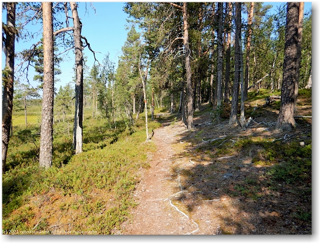 wanderweg im muddus nationalpark