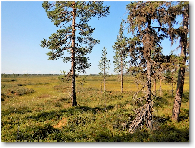 ausgedehntes sumpfgebiet im muddus nationalpark