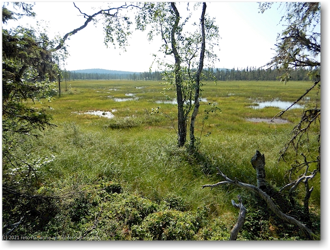 ausgedehntes sumpfgebiet im muddus nationalpark