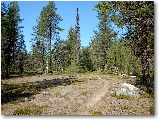 wanderweg im muddus nationalpark