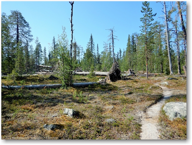umgestuerzte baeumen im muddus nationalpark