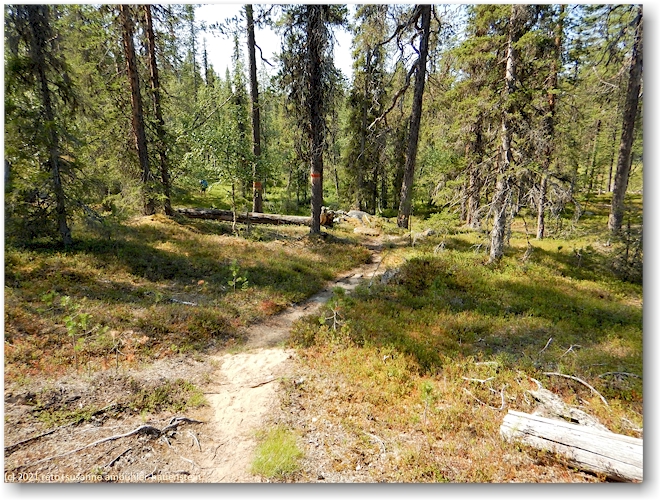 wanderweg im muddus nationalpark