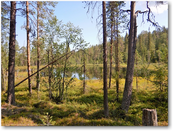 kleiner, malerischer see im muddus nationalpark