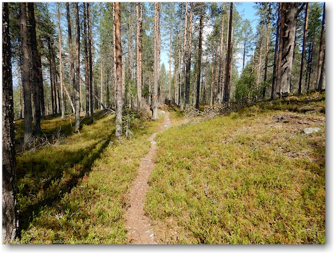 wanderweg im muddus nationalpark