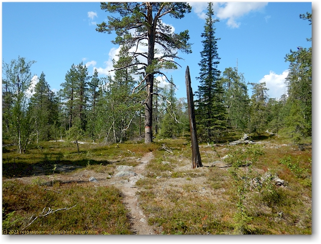 wanderweg am tjuorrevare im muddus nationalpark
