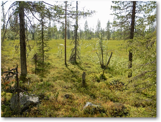 sumpfgebiet im muddus nationalpark