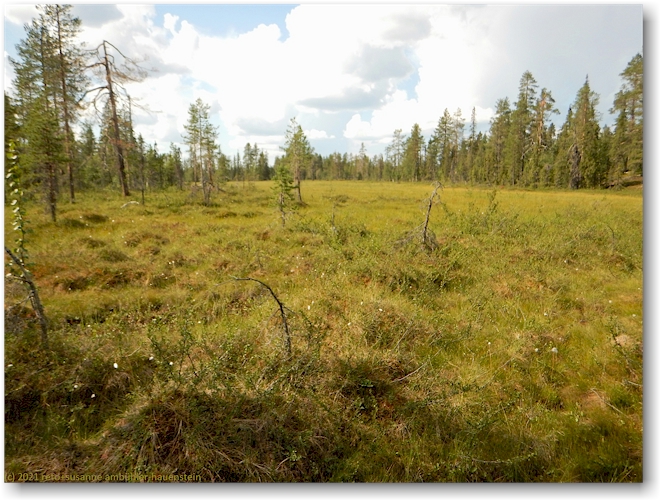 sumpfgebiet im muddus nationalpark
