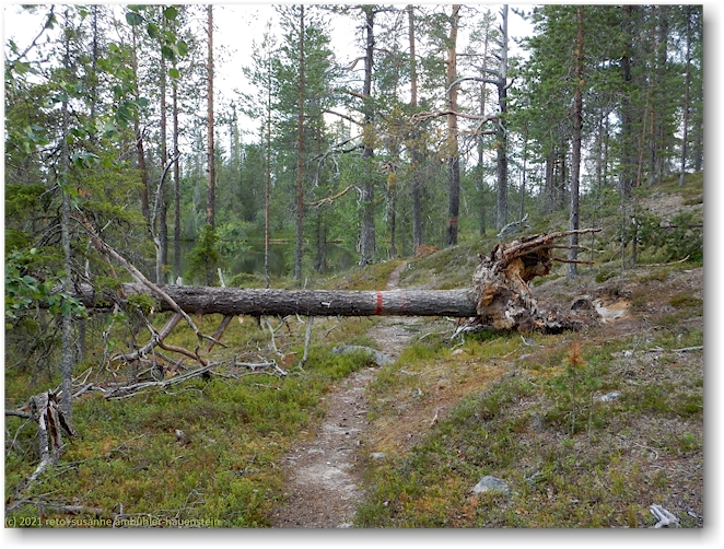 ueber den wanderweg gestuerzter baum im muddus nationalpark