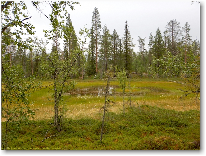 sumpfgebiet im muddus nationalpark