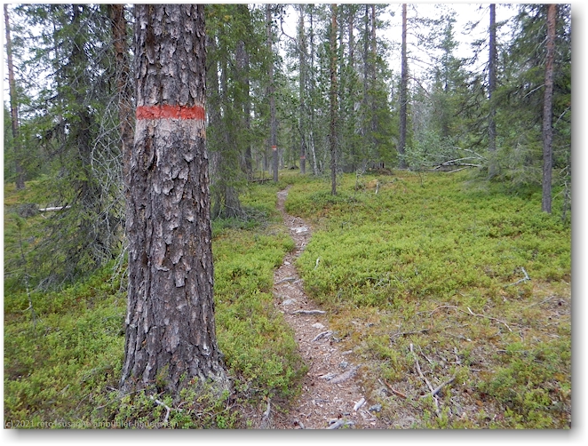 wanderweg im muddus nationalpark