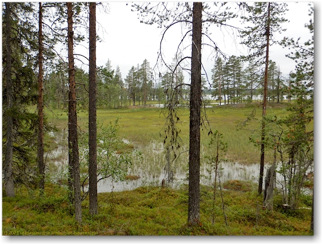 nammajavrre im muddus nationalpark