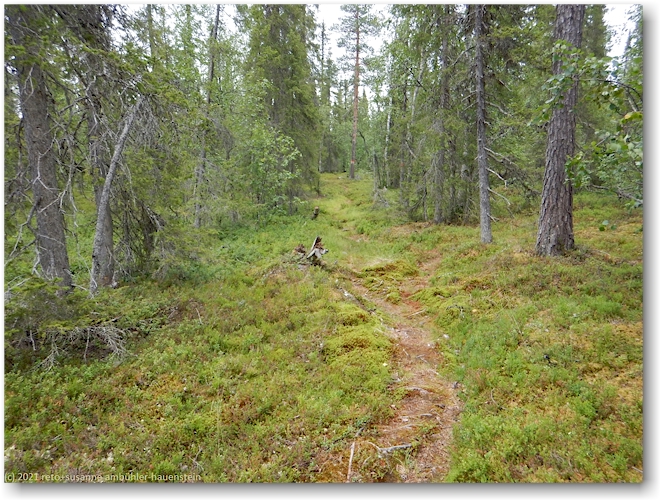 wanderweg im muddus nationalpark