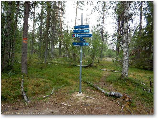 verzweigung bei ammakroavve im muddus nationalpark
