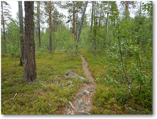 wanderweg im muddus nationalpark