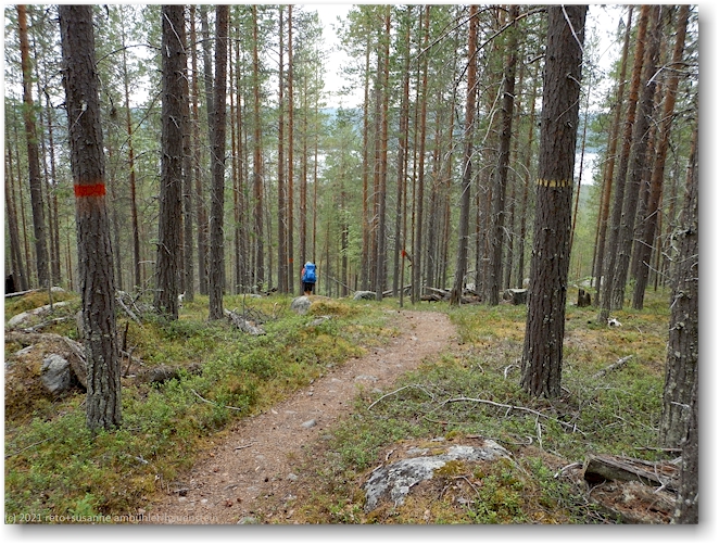 wanderweg im muddus nationalpark mit dem stora luleaelven im hintergrund